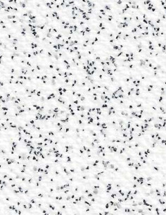 Suelo Vinílico Antideslizante Blanco Mota Negra SA-4337 Suelo Vinílico Antideslizante Blanco Mota Negra SA-4337